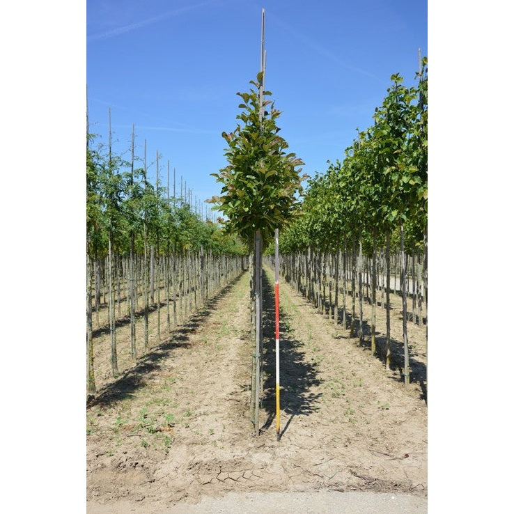 Hybridmagnolia - Magnolia loebneri 'Merrill' 12-14 HS, COCO